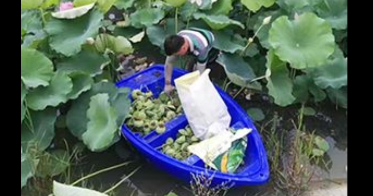 荷花養(yǎng)殖漁船應用案例