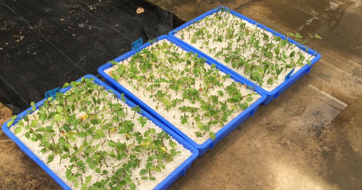 周轉(zhuǎn)箱種植應(yīng)用